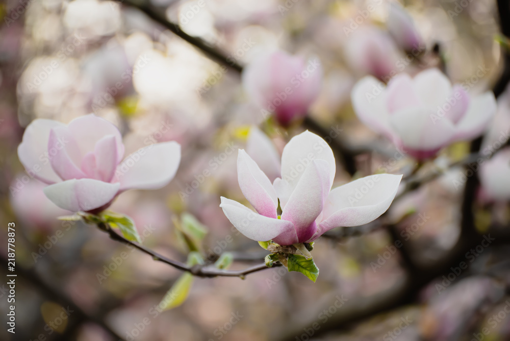 粉色木兰花在春天绽放，花朵背景