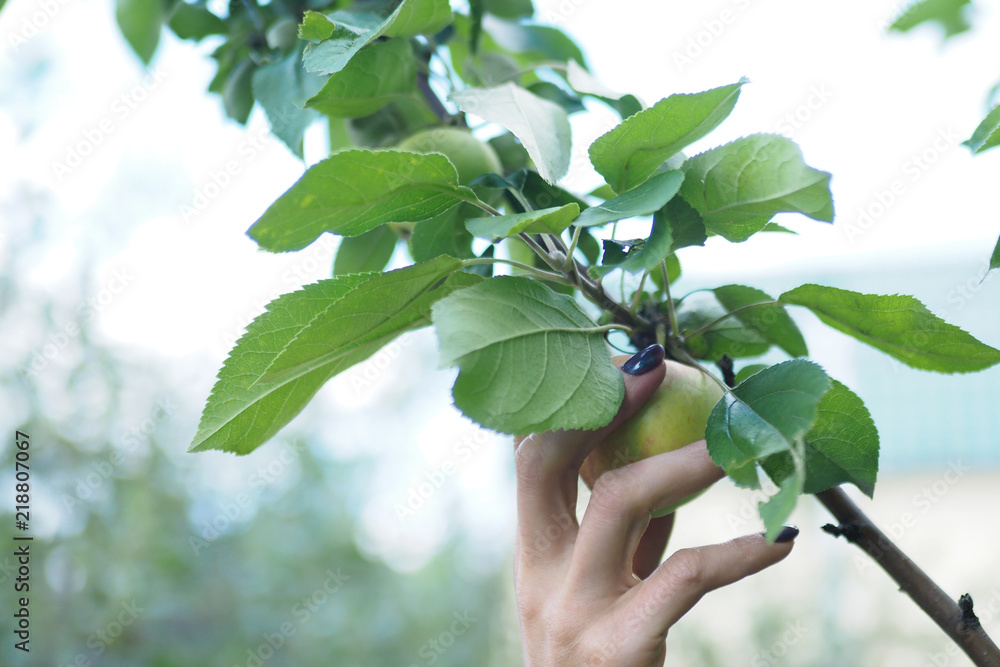 女性手指从树枝上摘下一个绿苹果，特写