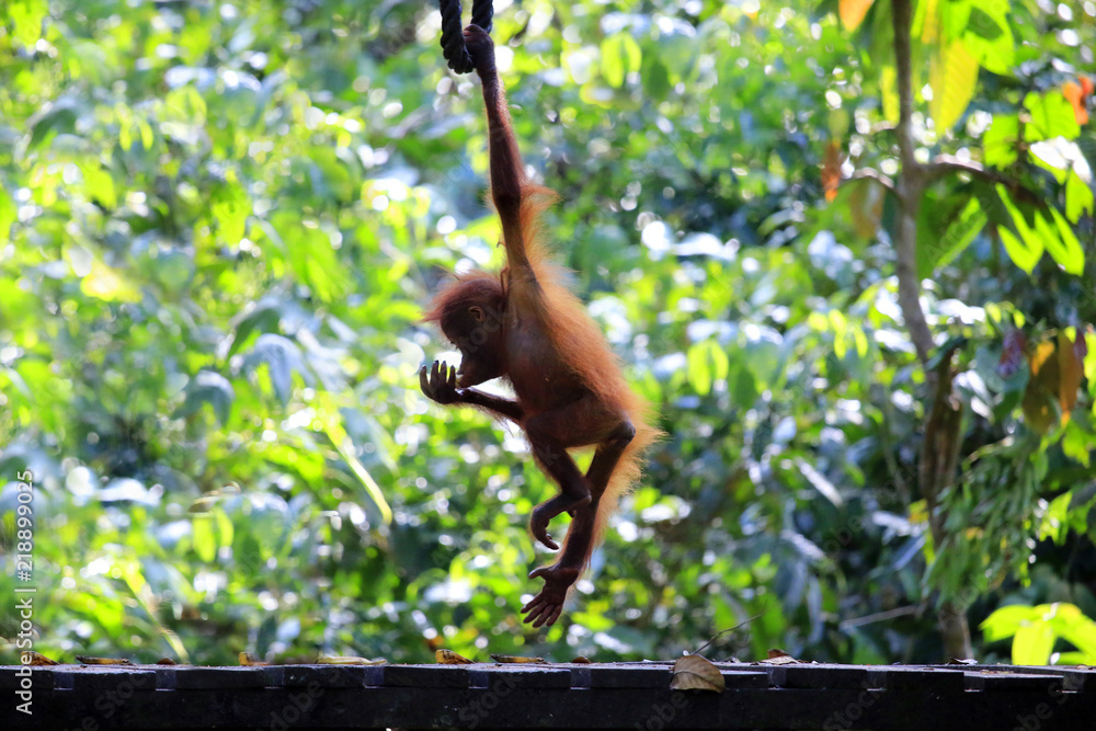 热带雨林中的猩猩宝宝