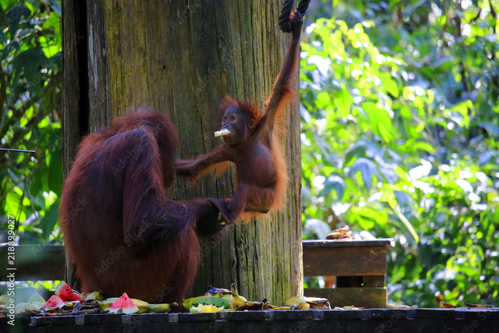 热带雨林中的雌性猩猩和她的宝宝