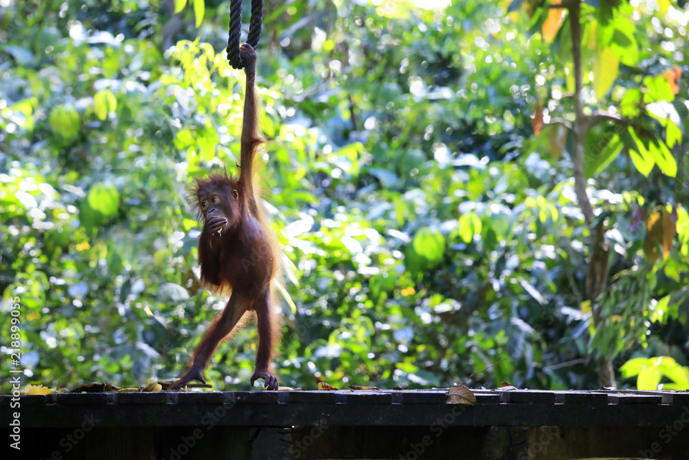 baby  orangutan   in the rainforest 