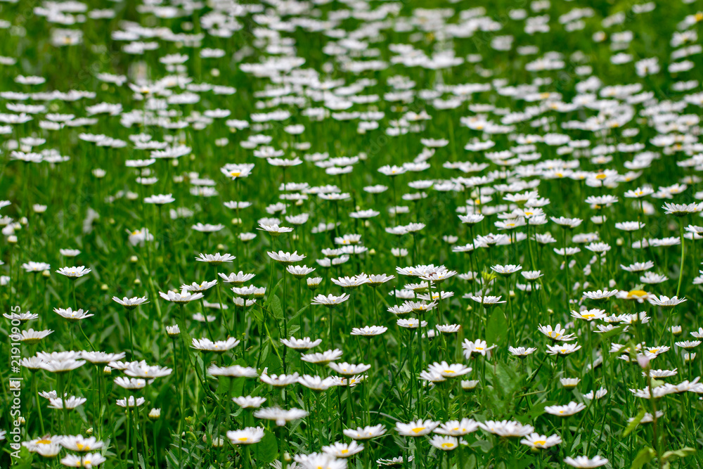 Chamomile flowers on a meadow in summer