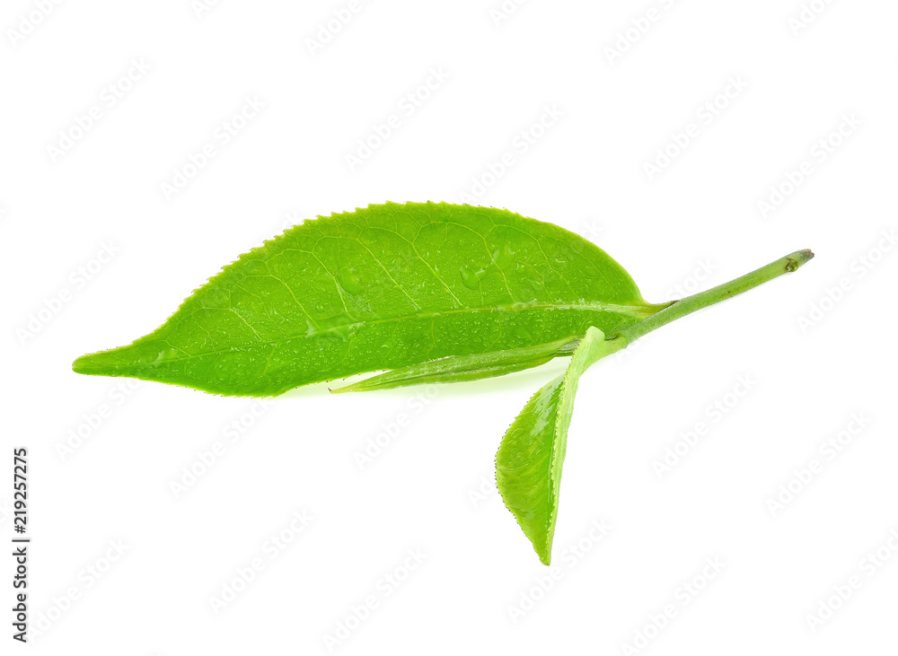 绿茶叶湿隔离在白色背景上。