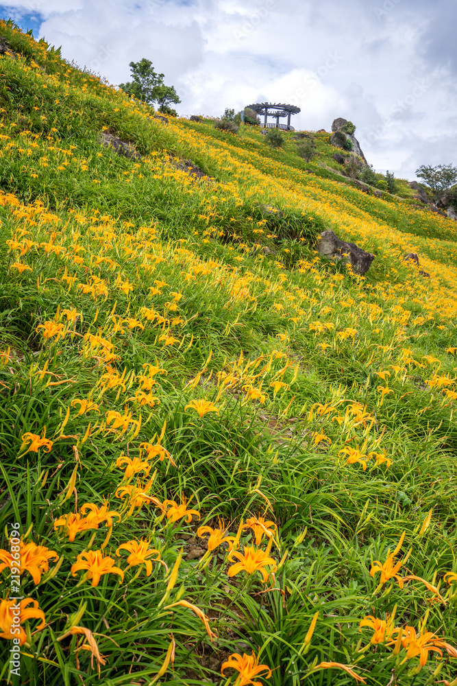 六十石山（柳石丹山）的橙色黄花菜（黄褐色黄花菜）花卉农场，带有蓝色s
