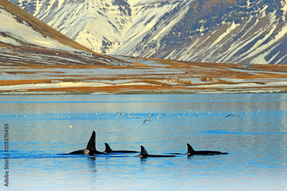冬季冰岛山区海岸附近的虎鲸群。水栖虎鲸