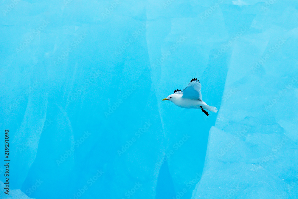黑腿Kittiwake，Rissa tridactyla，背景是蓝色的冰川，挪威斯瓦尔巴群岛。Wil