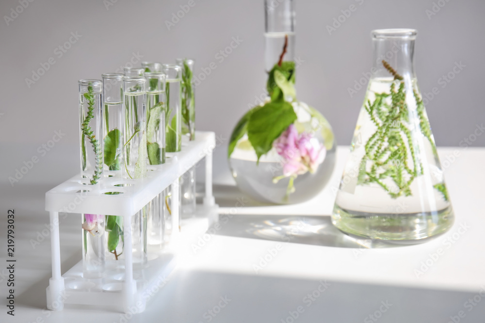 桌上有植物的玻璃器皿