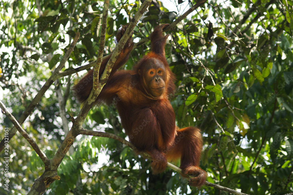 热带雨林中一棵树上的雌性猩猩