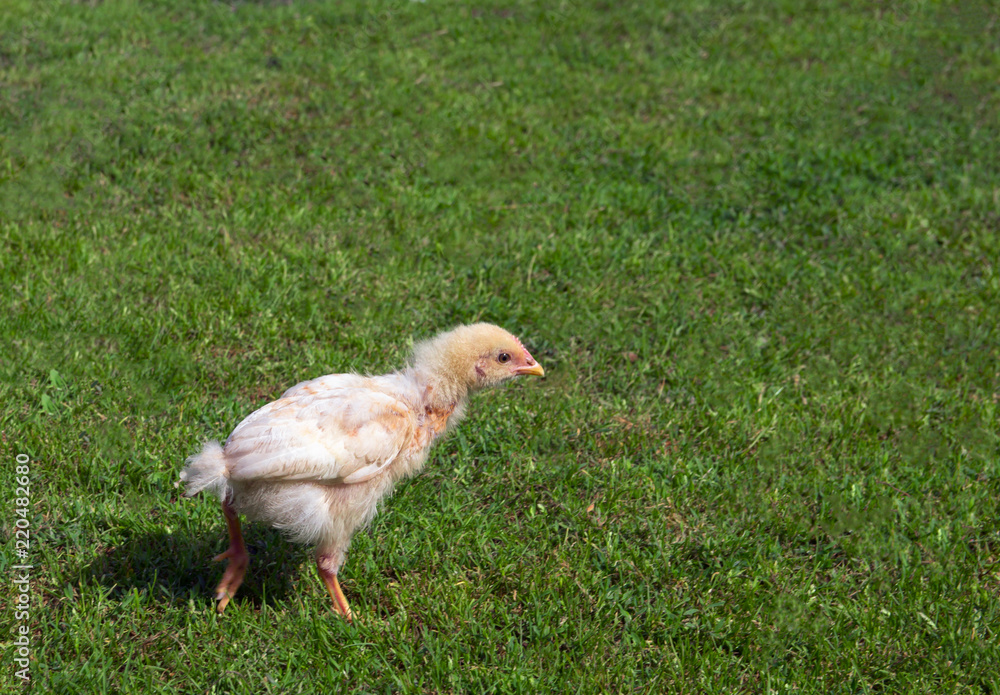 在绿草上走着一只小鸡鸡大腿