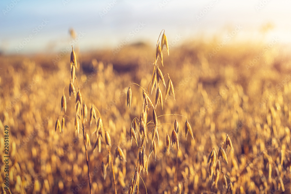 田野上的燕麦，被黎明的阳光照亮