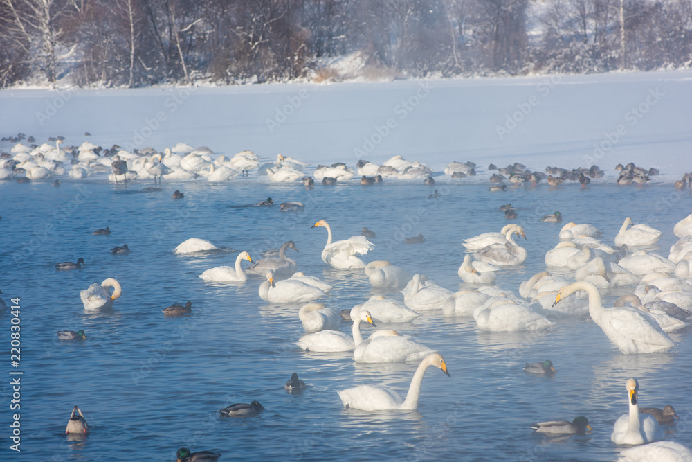 美丽的白天鹅在不结冰的冬季湖泊中游泳。西南部的越冬之地