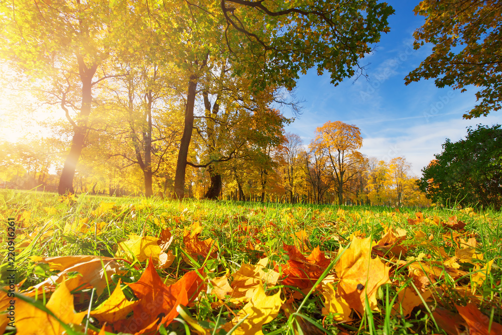 公园里的草地上长着五颜六色的树叶。秋天阳光明媚的枫叶。阳光照进来