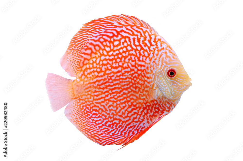 白色背景上隔离的斑点橙红色铁饼鱼。美丽的淡水水族馆鱼类