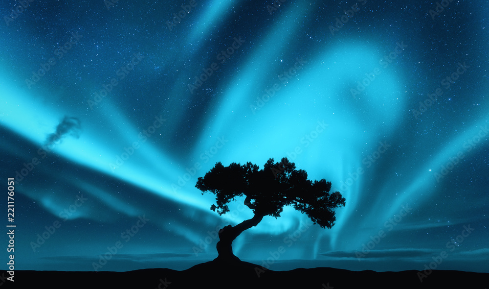 北极光和山上一棵树的剪影。极光。北极光。星星和坡的天空