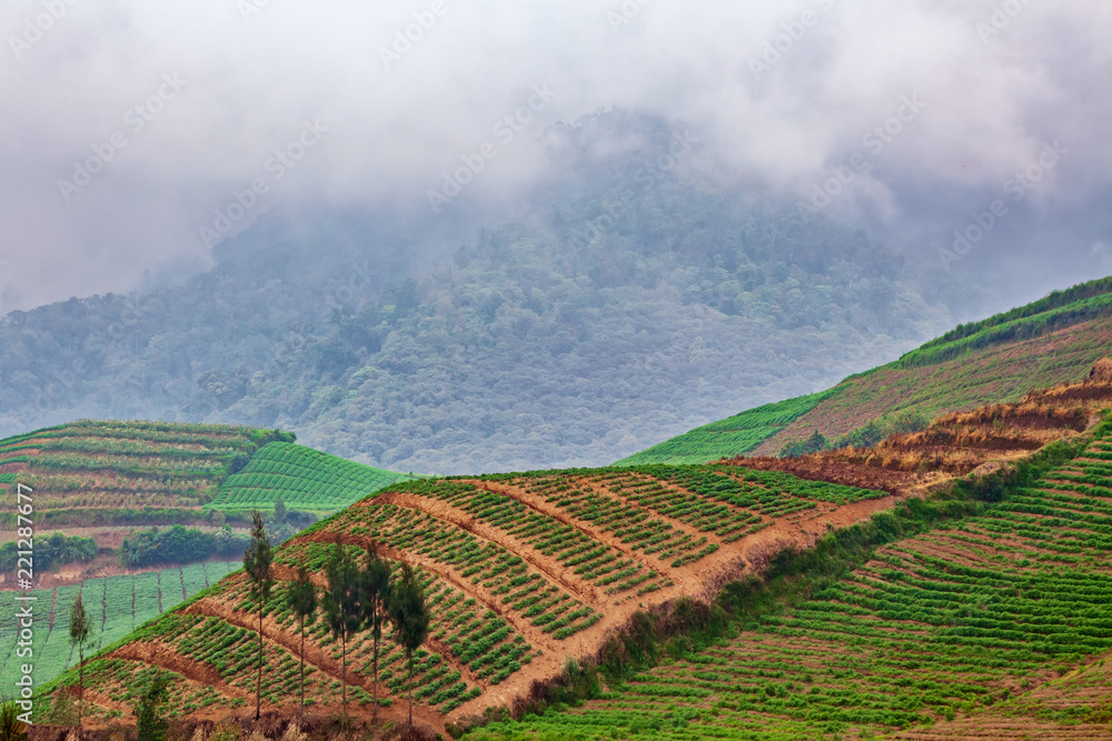 薄雾山背景下的菜地风景。种植有gr的山坡种植园