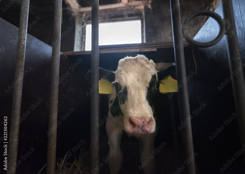 黑白相间的荷斯坦小牛在农场的钢筋后面看起来很悲伤