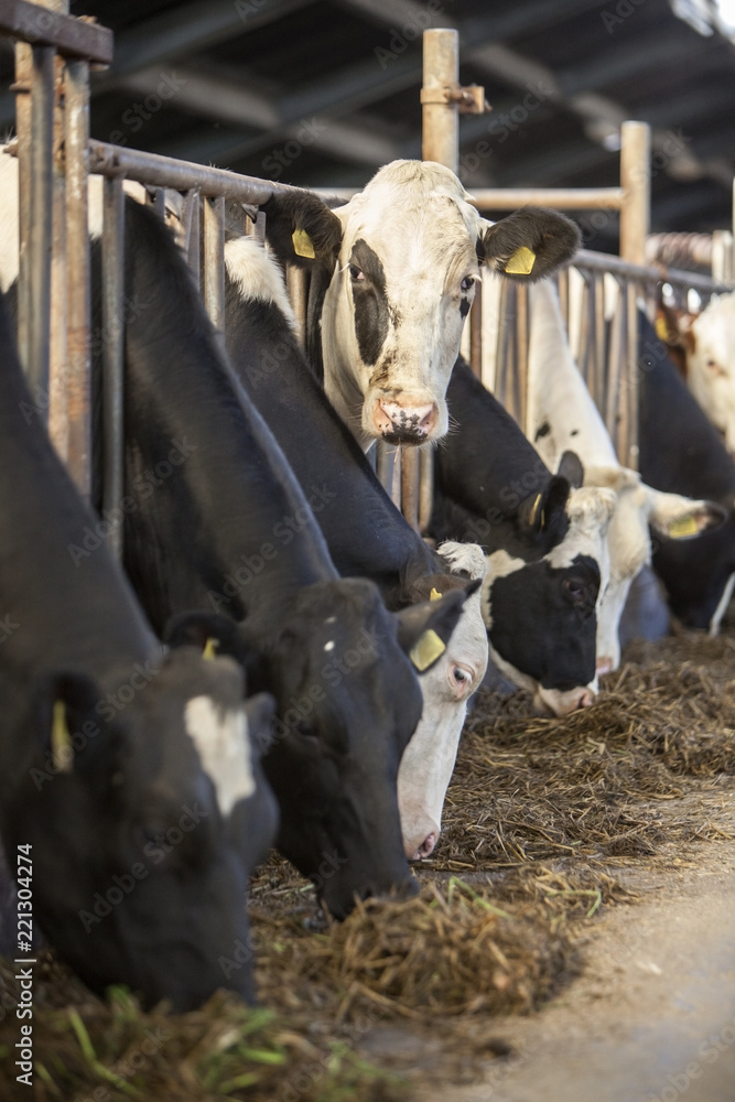 荷兰荷兰农场的谷仓里饲养黑白荷斯坦奶牛