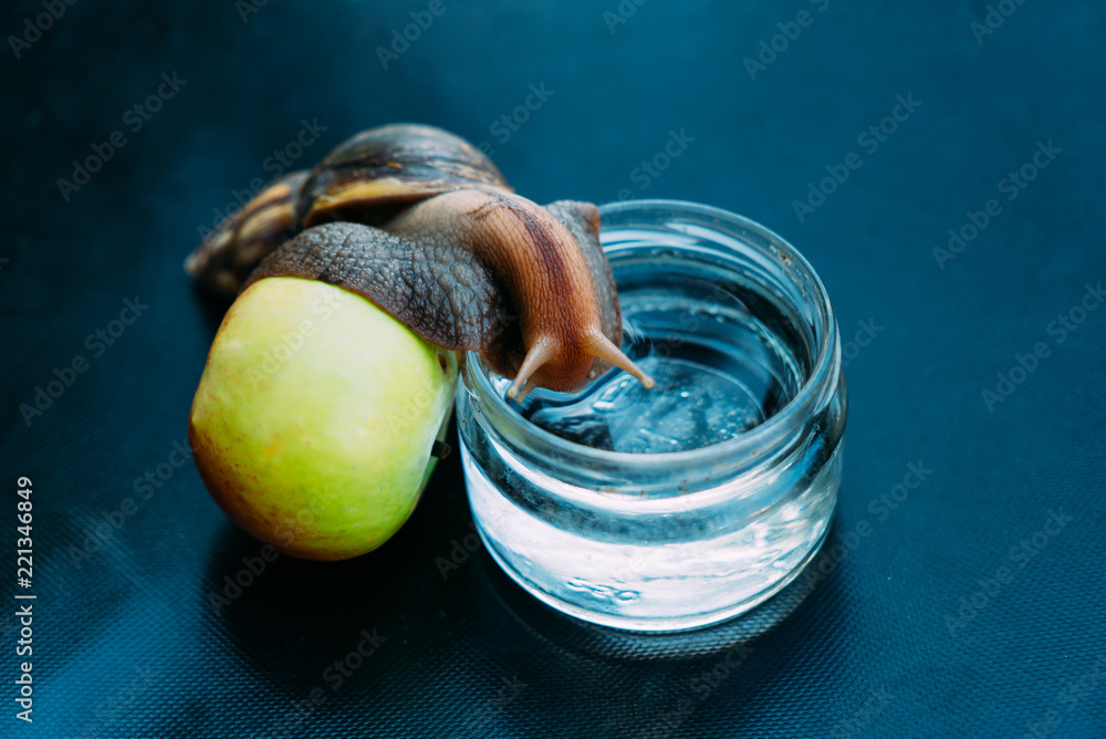 一只蜗牛坐在蓝色背景的苹果上。她被一个玻璃容器抱着，看着