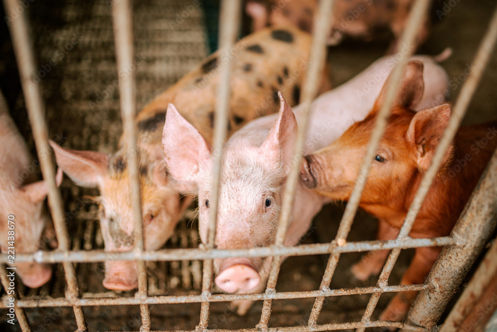 Livestock breeding. Pigs on the farm.