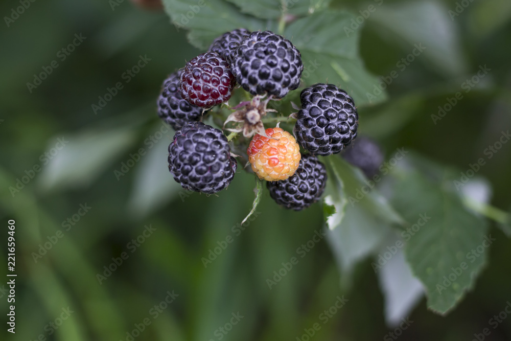 花园里的一串黑树莓