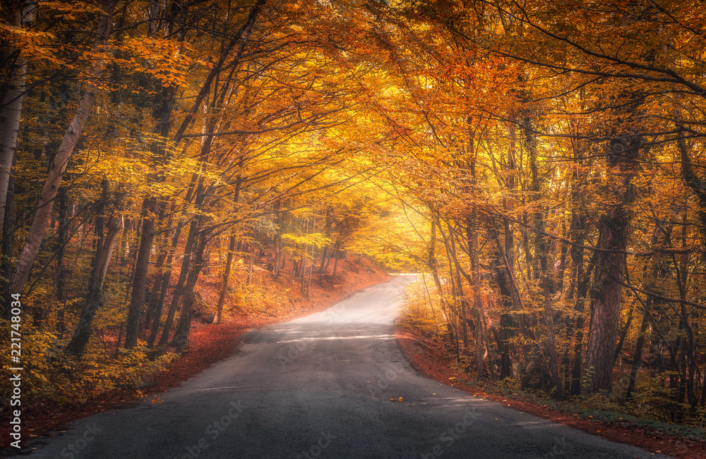 Amazing autumn forest with road in fog. Trees with red and orange foliage in fall. Dreamy landscape 