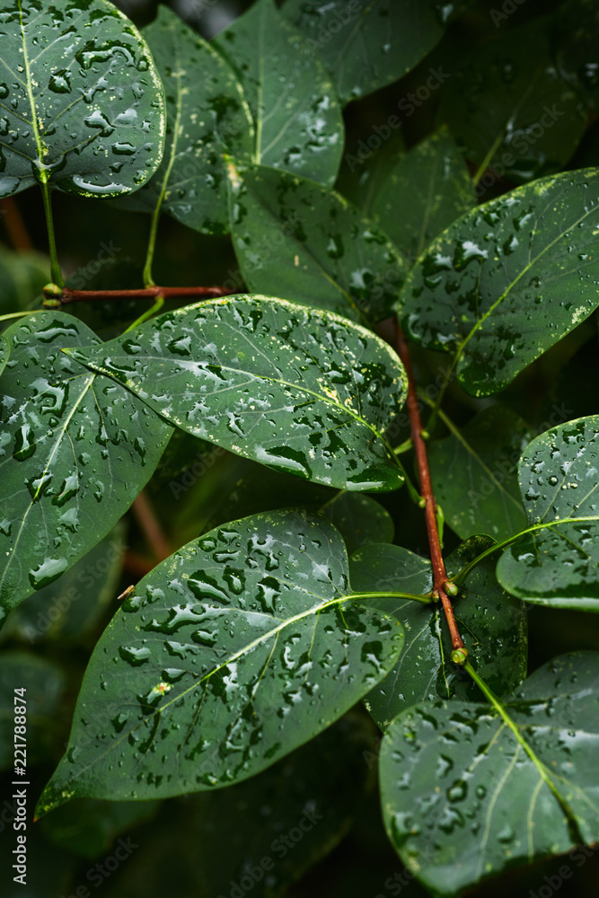 花园里灌木绿叶上水滴的特写镜头