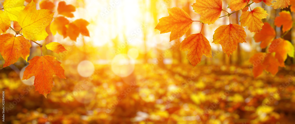 阳光下的秋叶。