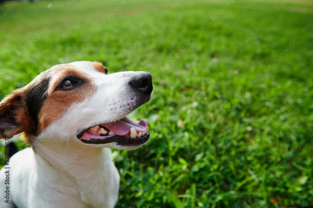 阳光明媚的日子里，一只漂亮的小狗坐在绿色公园的草地上，大口大口地呼吸，望着远方