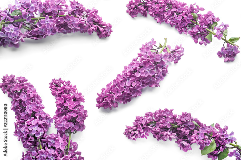 美丽的紫丁香在白色背景下绽放