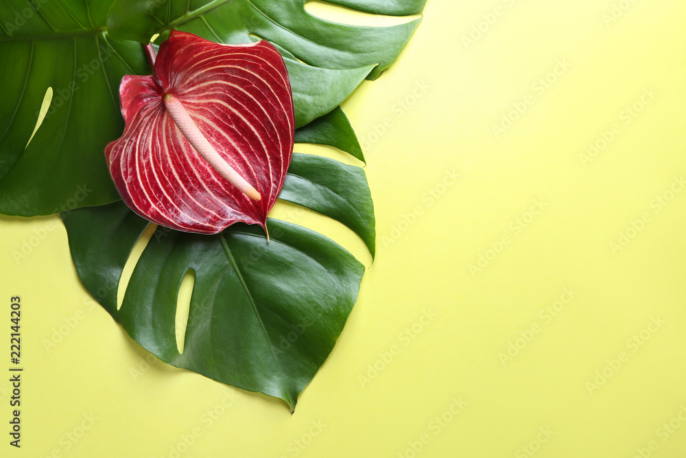 Beautiful anthurium flower and monstera leaves on color background