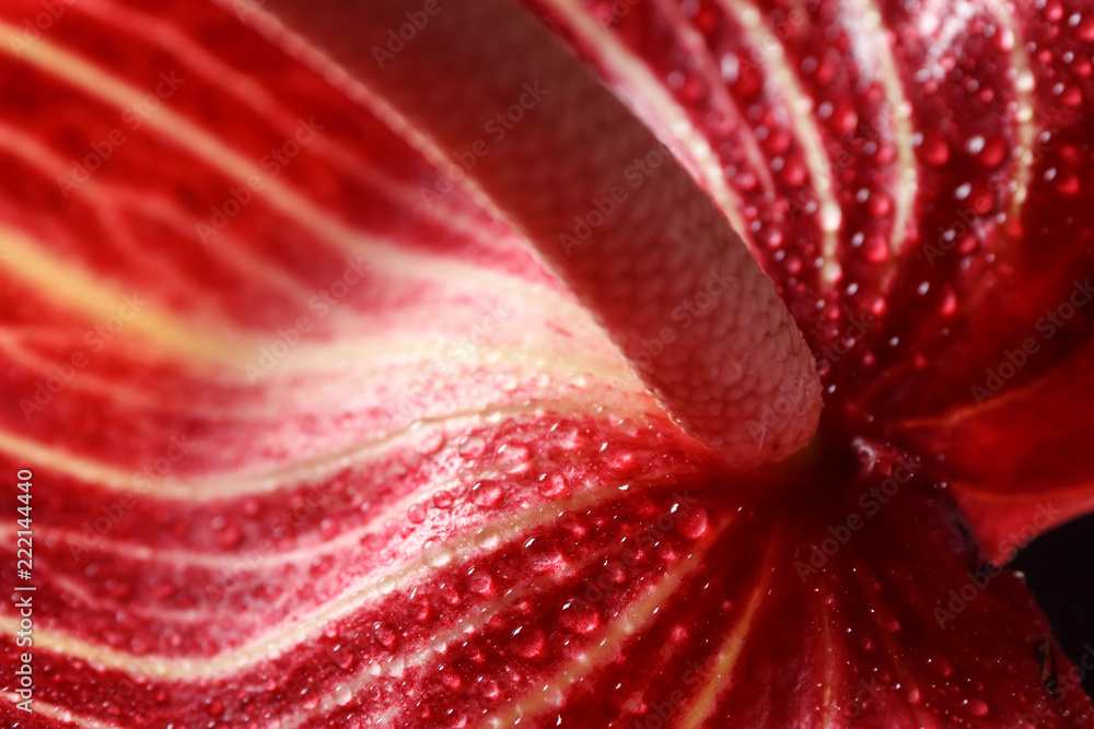 美丽的带水滴的红掌花，特写