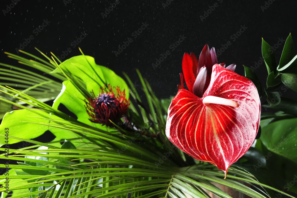 深色背景下美丽的热带花朵和树叶