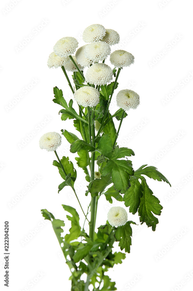 白色背景下美丽的菊花