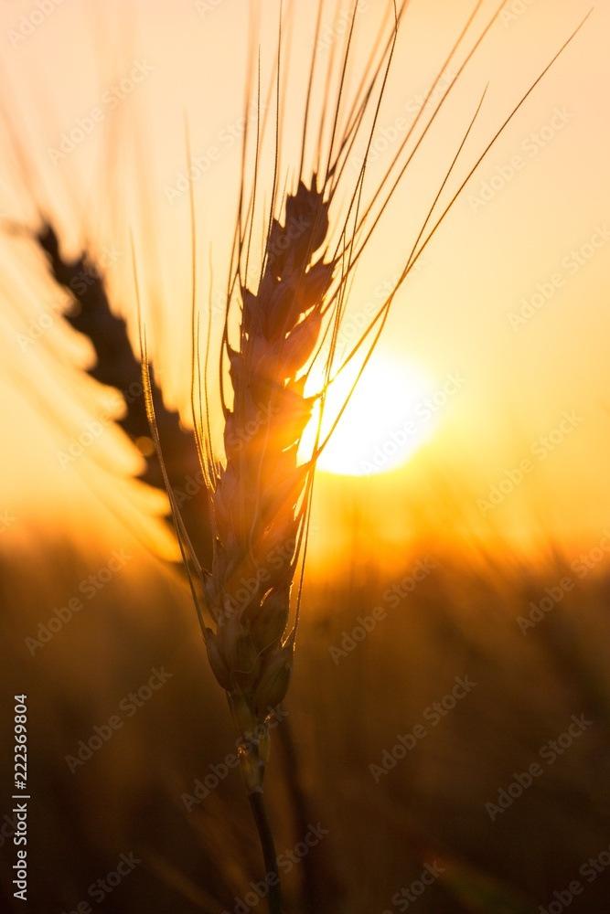 阳光照耀金色大麦/黎明/日落时的小麦