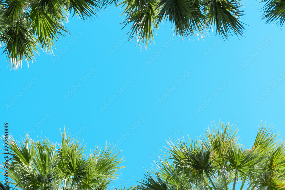 Palm trees against blue sky background.