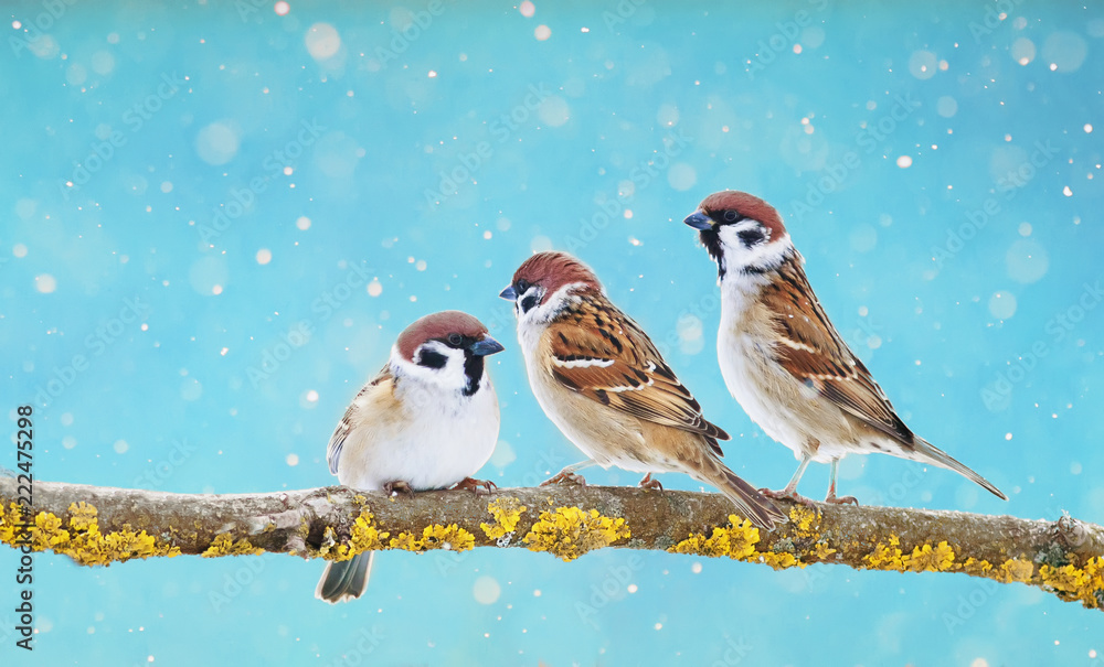 三只有趣的麻雀在降雪期间坐在寒假公园的树枝上