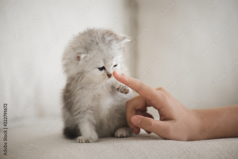 可爱的小猫用亚洲女孩的手指躺着