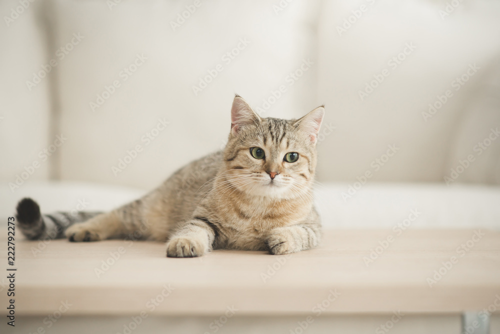 Cute cat lying on wooden table in living room