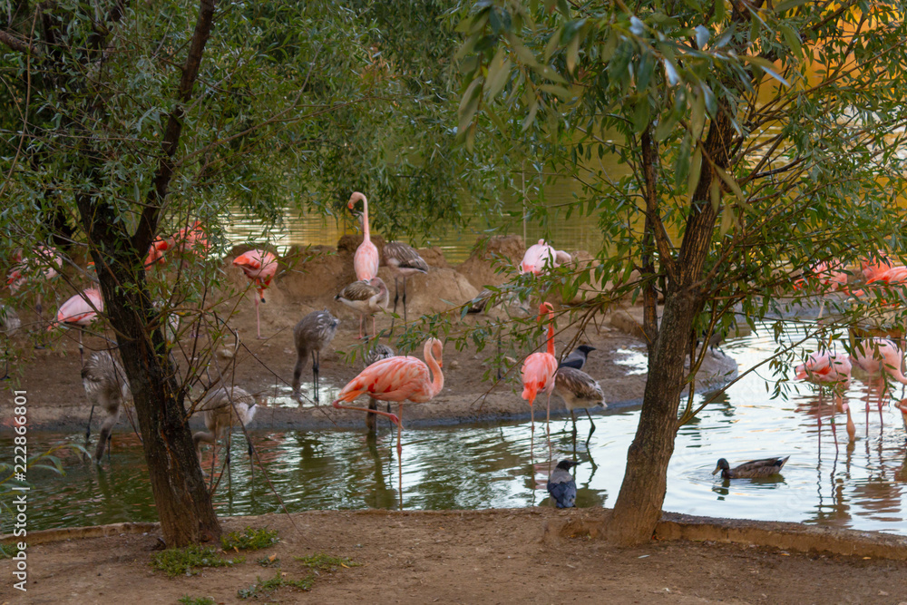 粉红色的火烈鸟站在池塘里