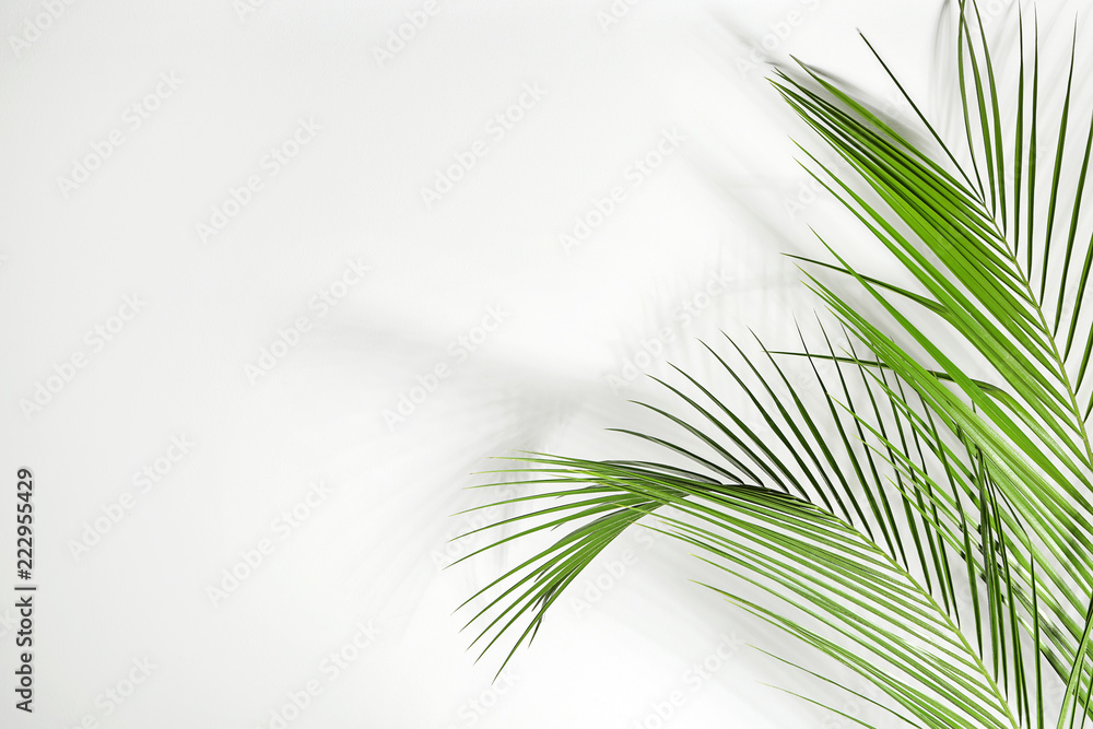 白色背景下的新鲜热带棕榈叶