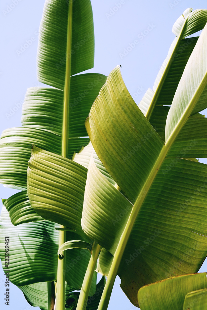白色背景下阳光下的奇异棕榈树的绿色大香蕉叶群。热带植物