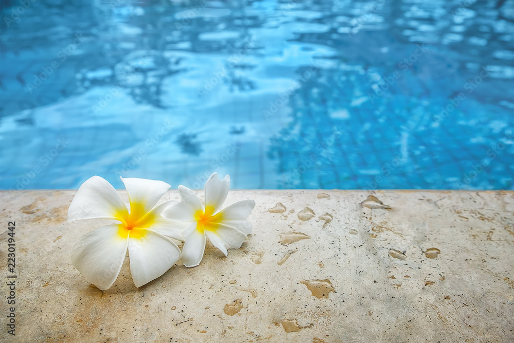 游泳池石头边上的热带花卉鸡蛋花。