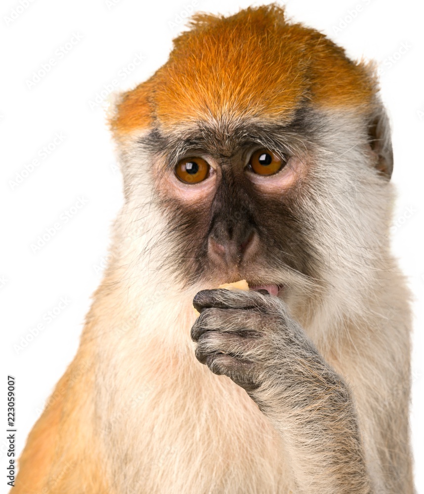 Eating Monkey Close-up - Isolated