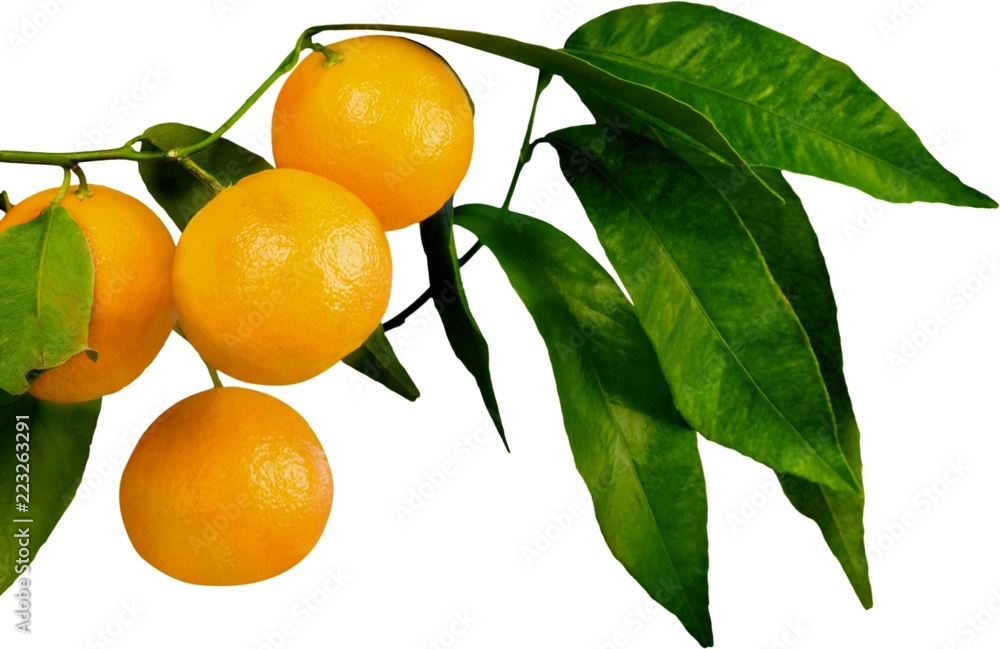 在树枝上成熟的橙子