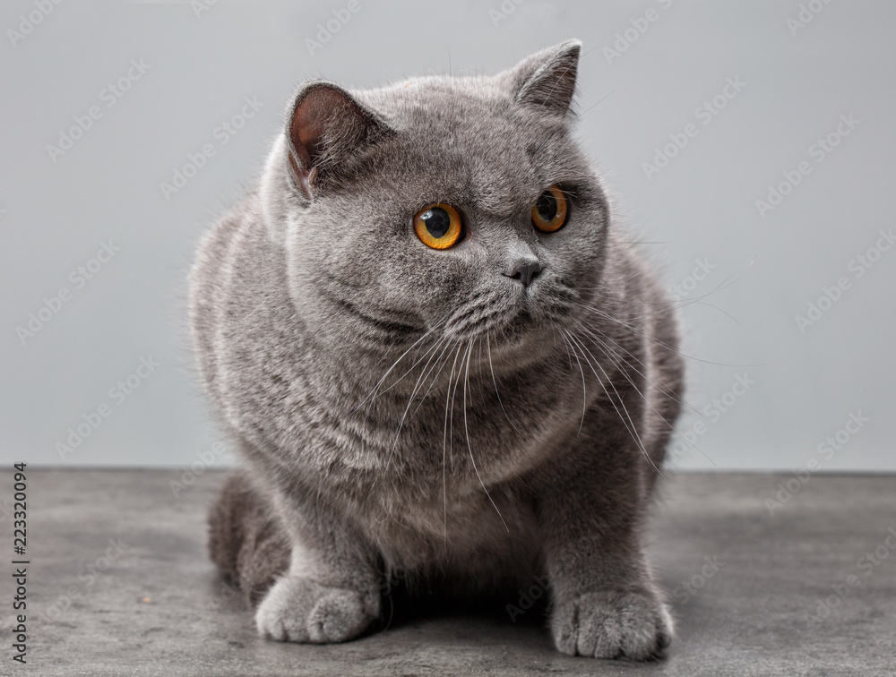 灰色英国短毛猫