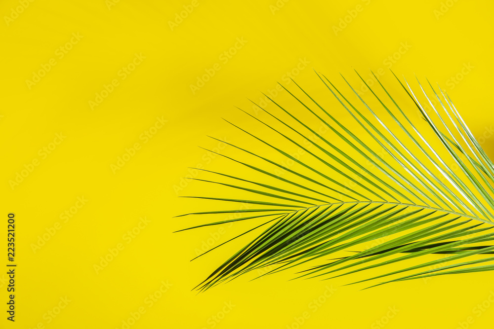 彩色背景上的新鲜热带棕榈叶