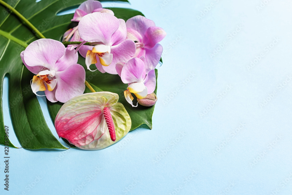 Beautiful tropical flowers with leaf on color background