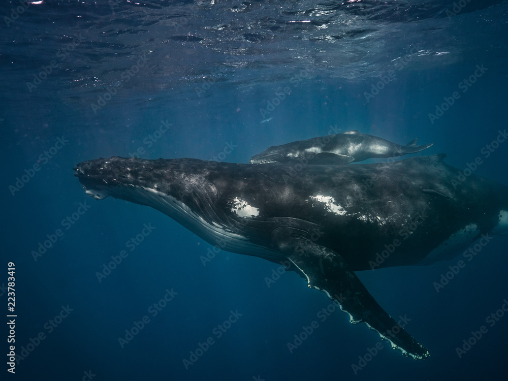 水下座头鲸，母鲸和幼鲸