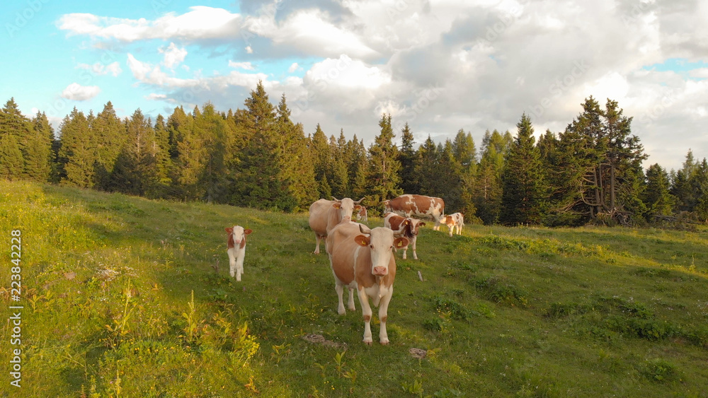 空中飞航：飞向站在大牧场上的一群好奇的奶牛。