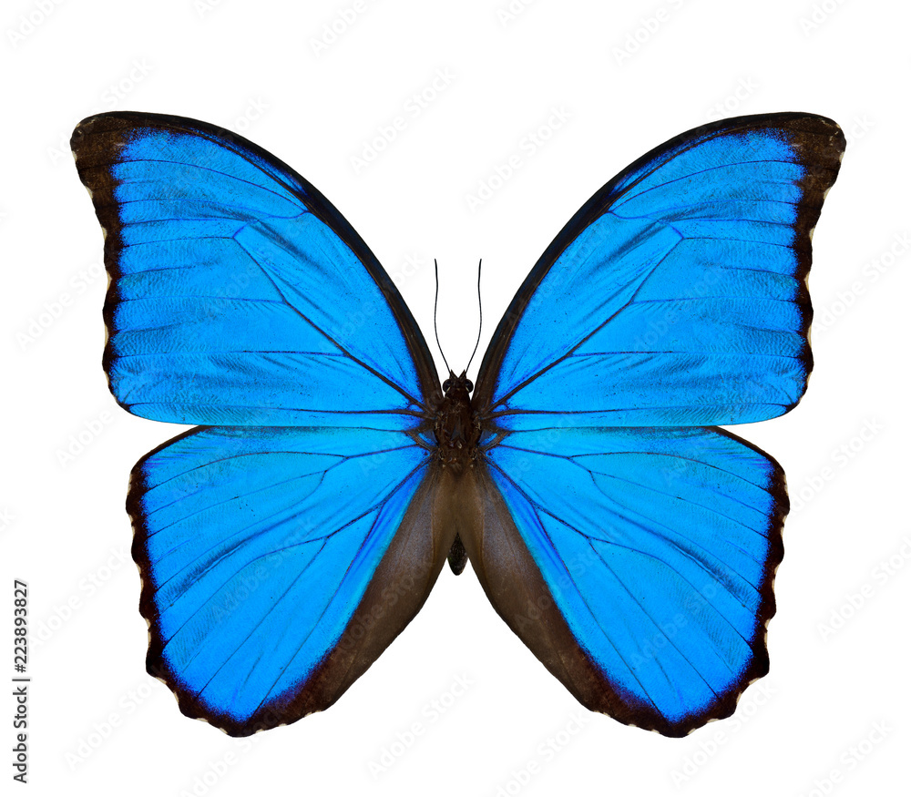 蓝色或日落形态蝴蝶（消歧义）上部，反射到光线时呈现明亮的蓝色